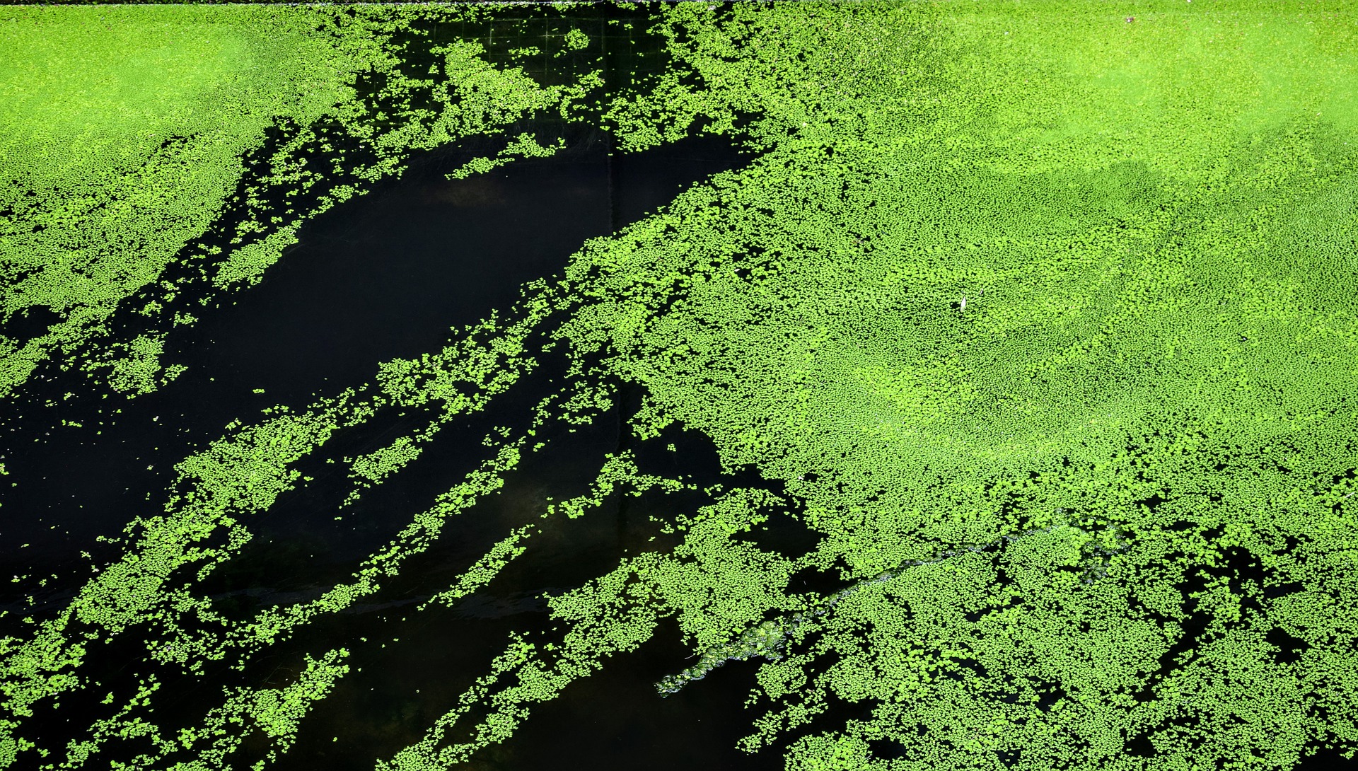 Воздух в водорослях. Распространение синезеленых водорослей. Цветение воды. Сине зеленые водоросли в природе. Болотные водоросли.